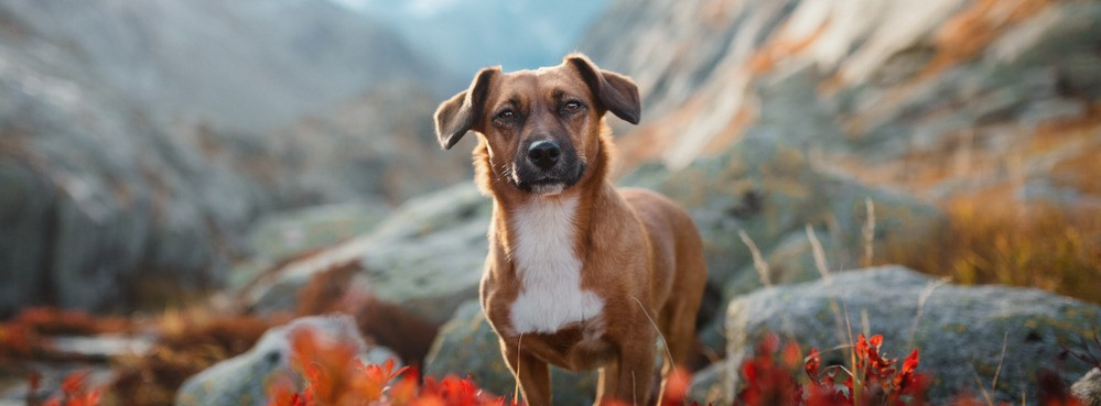Des vacances en Suisse avec son chien