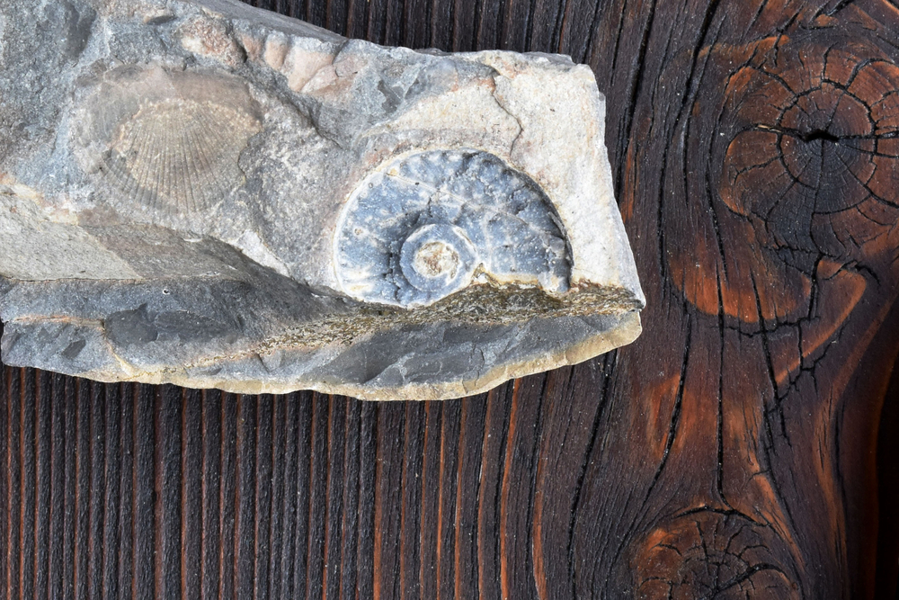 fossile, tessin, musée Monte San Giorgio